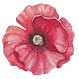 Poppy1